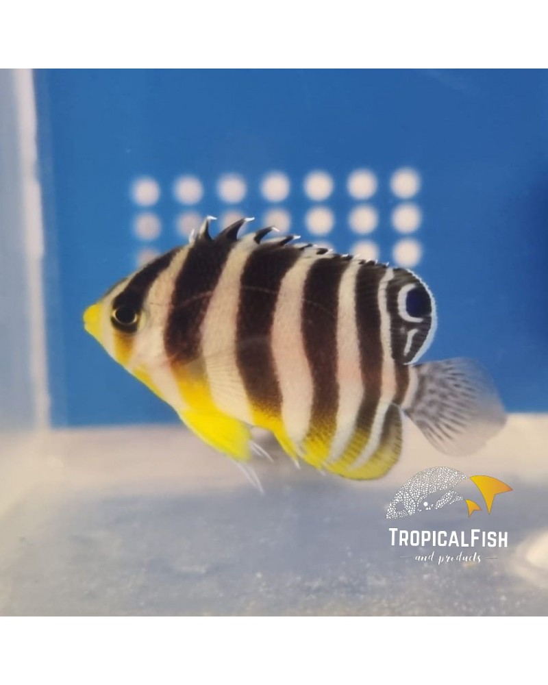 PARACENTROPYGE MULTIFASCIATA CAUTIVIDAD