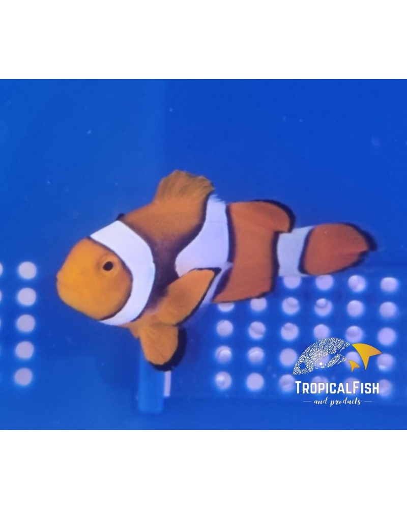 AMPHIPRION PERCULA SALVAJE