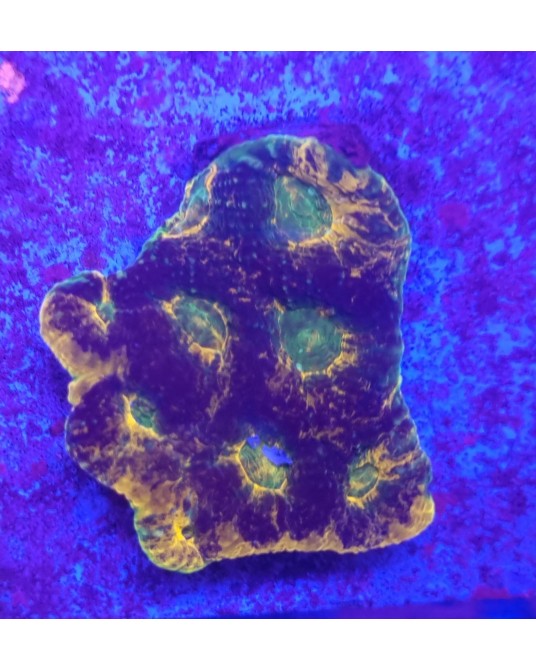 ACANTASTREA ECHINATA RAINBOW  WIYSSIWIG 6X6 A2