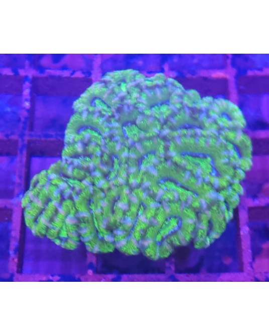 ACANTASTREA LORDOWENSIS ULTRA WYSSIWIG ACAN17