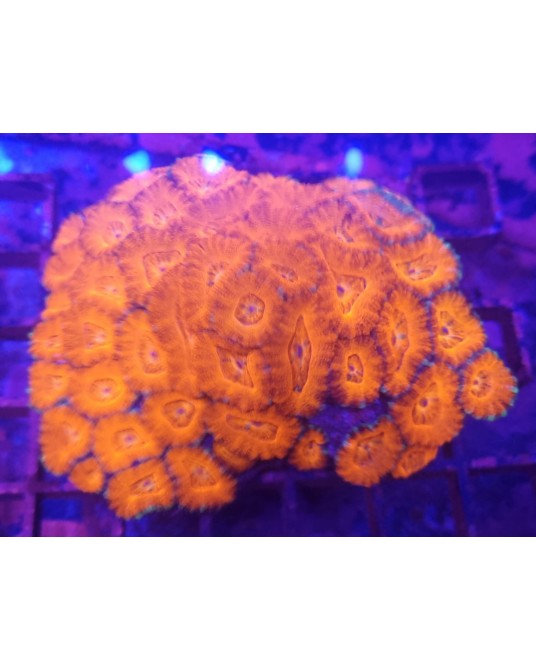 ACANTASTREA LORDOWENSIS ULTRA WYSSIWIG ACAN21