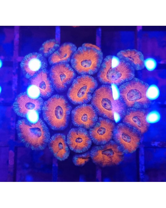 ACANTASTREA LORDOWENSIS ULTRA WYSSIWIG ACAN31