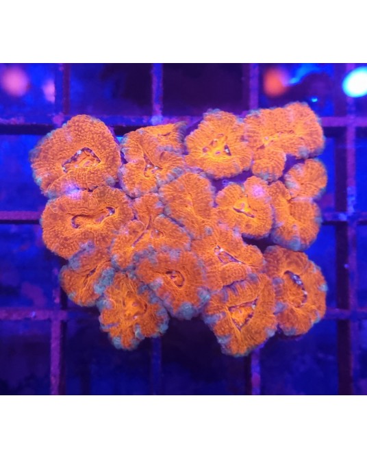 ACANTASTREA LORDOWENSIS ULTRA WYSSIWIG ACAN34