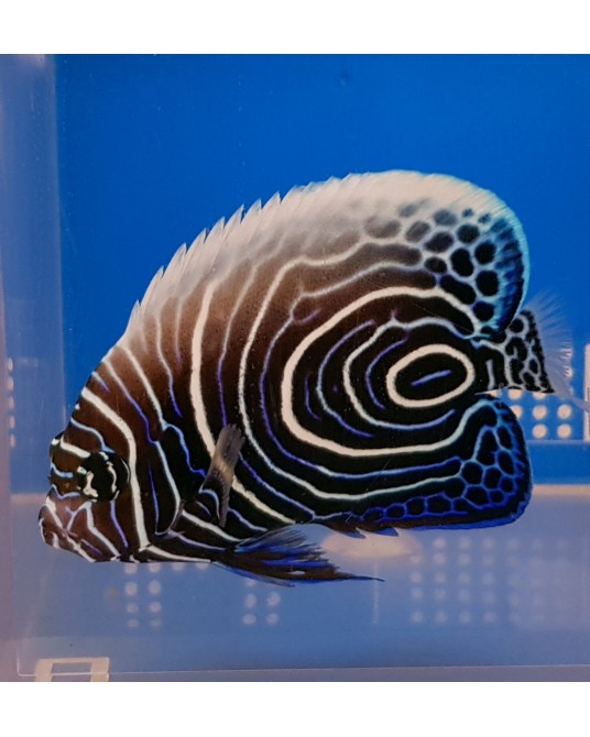 POMACANTHUS IMPERATOR JUVENIL