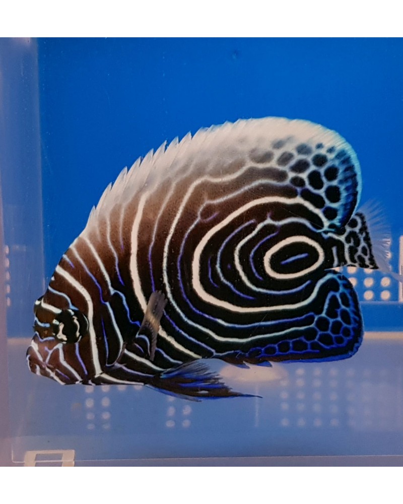 POMACANTHUS IMPERATOR JUVENIL