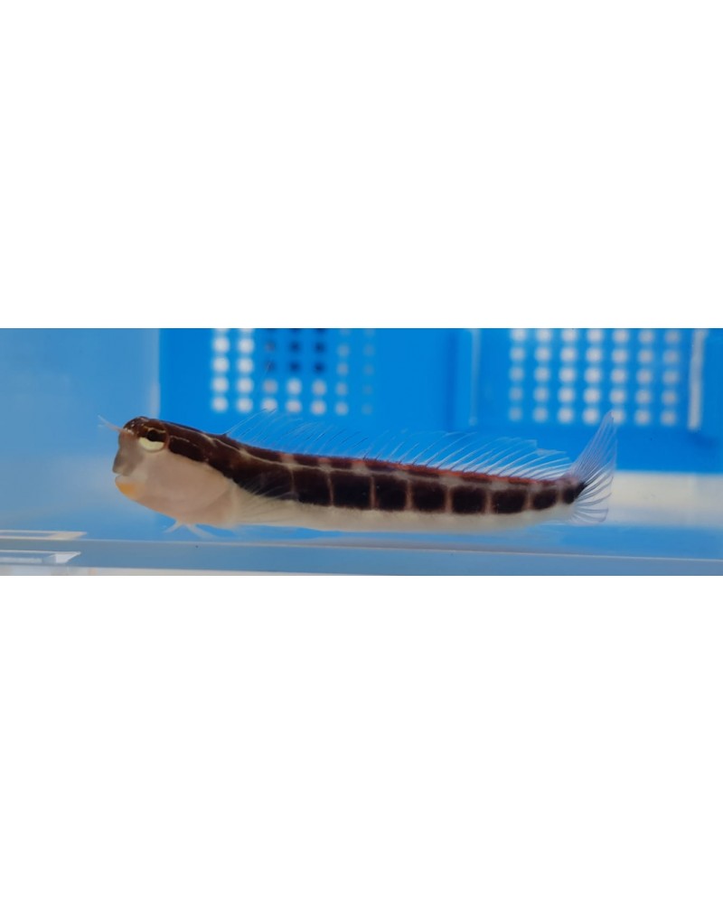 ECSENIUS LINEATUS