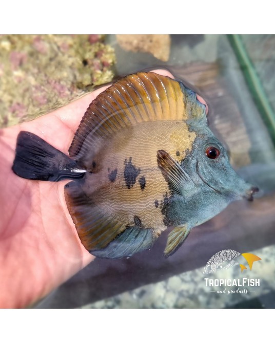 ZEBRASOMA SCOPAS KOI XL WYSIWYG GRADO ESPECIAL