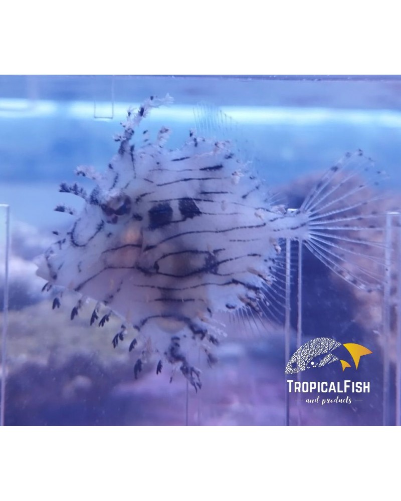 CHAETODERMIS PENICILLIGERUS HAIR