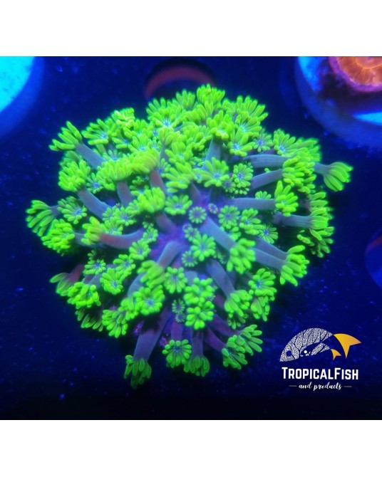 GONIOPORA ESPECIAL TIPO 1 CAIRNS
