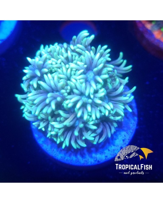 GONIOPORA ESPECIAL TIPO 2 CAIRNS