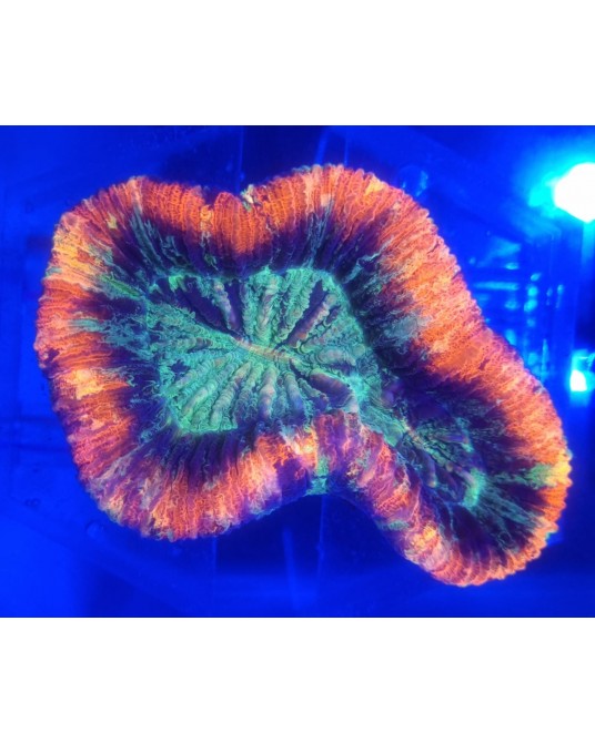 TRACHYPHILLIA DE MCAY ULTRA WYSSIWIG TRA1