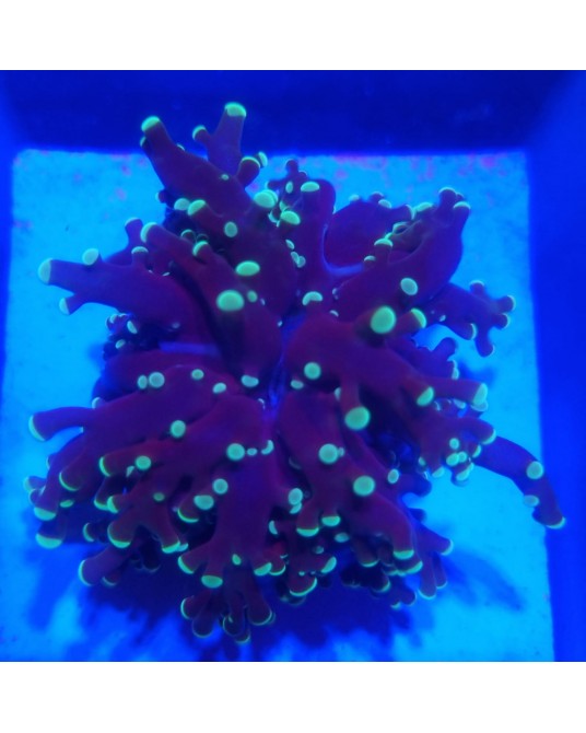 LOTE 9 EUPHYLLIAS AUSTRALIA 6X6 WYSIWYG 1