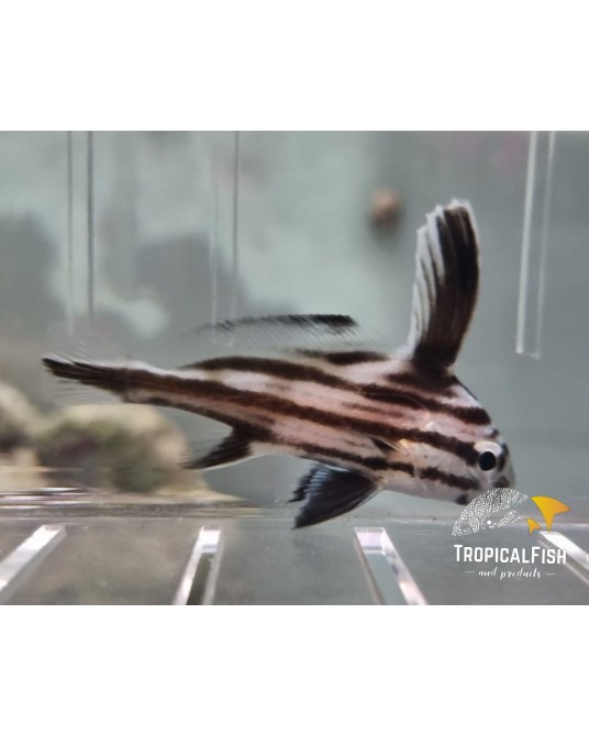 EQUETUS ACUMINATUS