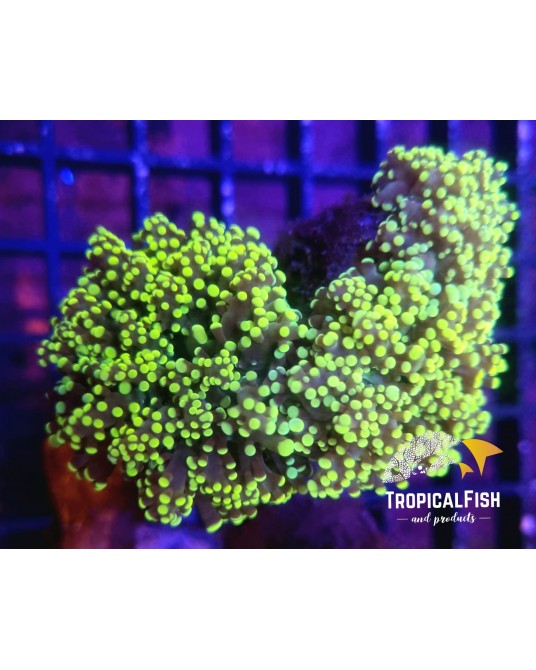 EUPHYLLIA PARADIVISA TWO TONE ULTRA POR CABEZA