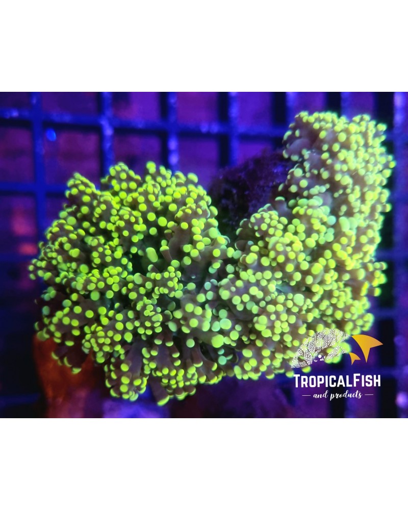 EUPHYLLIA PARADIVISA TWO TONE ULTRA POR CABEZA