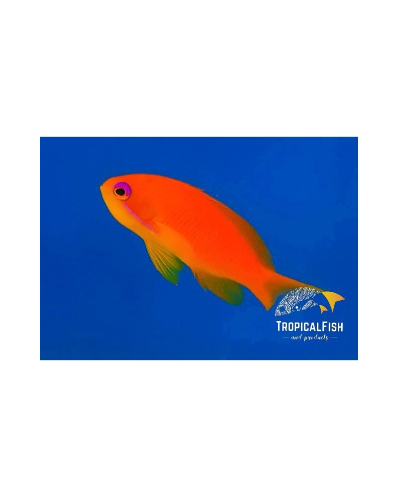 ANTHIAS SQUAMIPINNIS AFRICA O MALDIVAS M X 10 UNIDADES