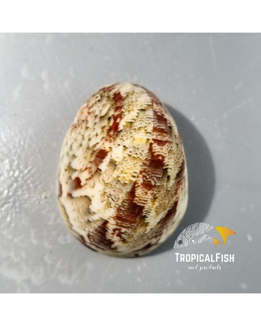 NERITA TESSELLATA MALDIVAS X 100 UNIDADES