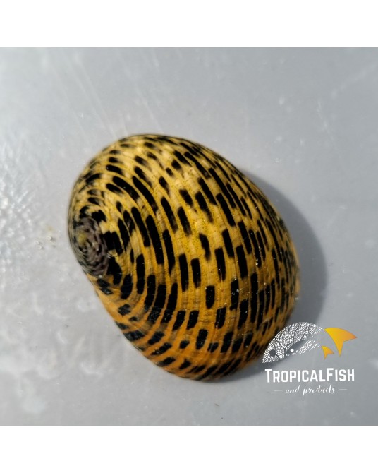 NERITA TESSELLATA MALDIVAS X 100 UNIDADES