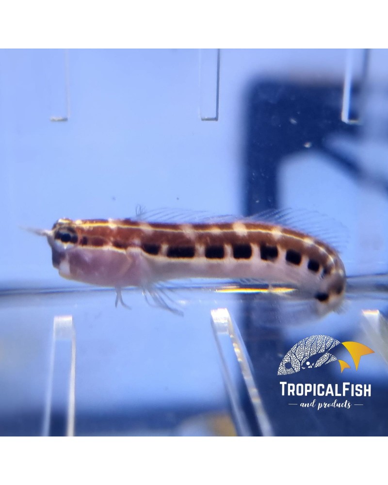 ECSENIUS LINEATUS