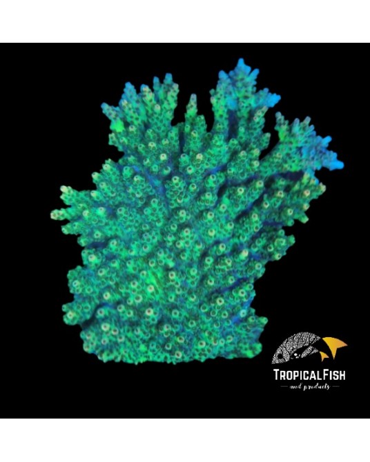 ACROPORA XXL WILD AUSSIW WYSSIWIG