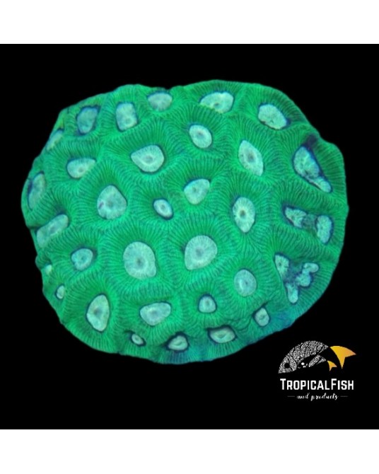 GONIASTREA  AUSSIE  GREEN WYSSIWIG 4