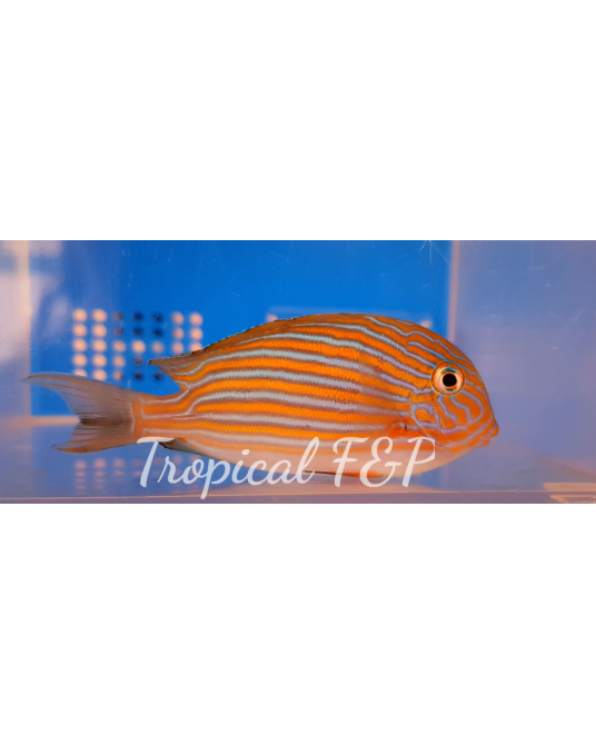 ACANTHURUS LINEATUS S