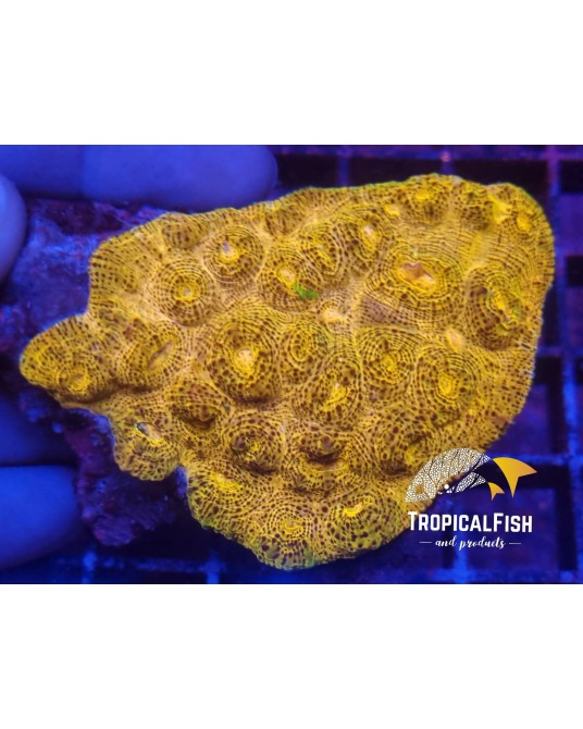 ECHYNOPHYLLIA CHALICE AUSSIE WYSSIWIG 3