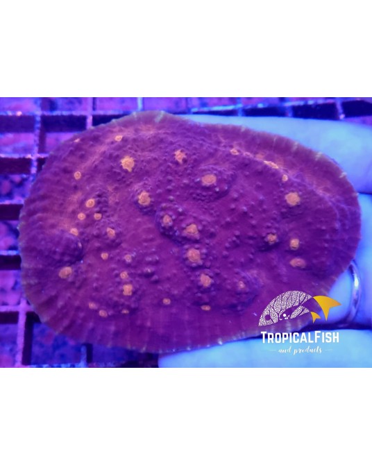 ECHYNOPHYLLIA CHALICE  AUSSIE WYSSIWIG 8