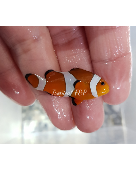 OCELLARIS CAUTIVIDAD S X 25 UNIDADES