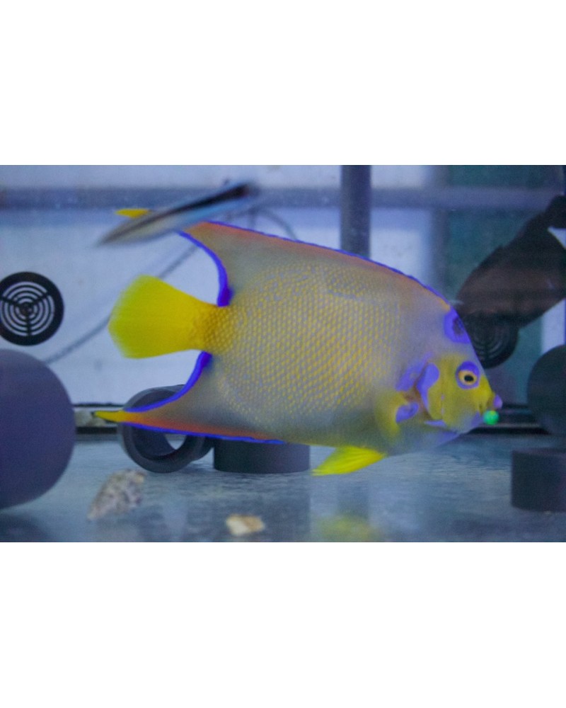 Nemateleotris decora