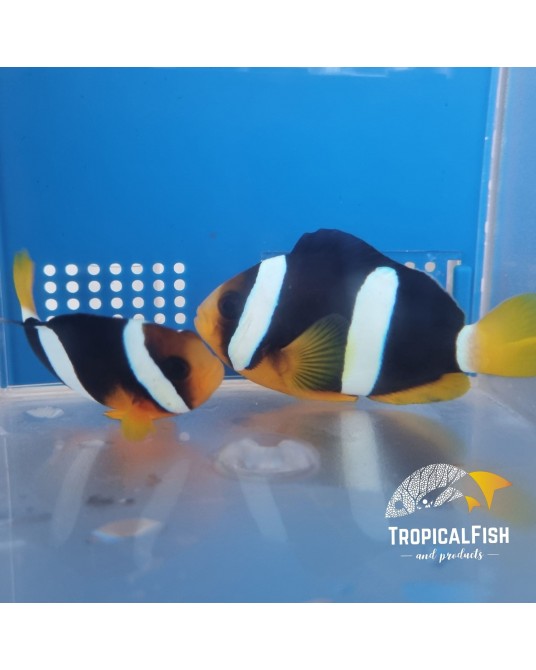AMPHIPRIOM CLARKII MALDIVAS