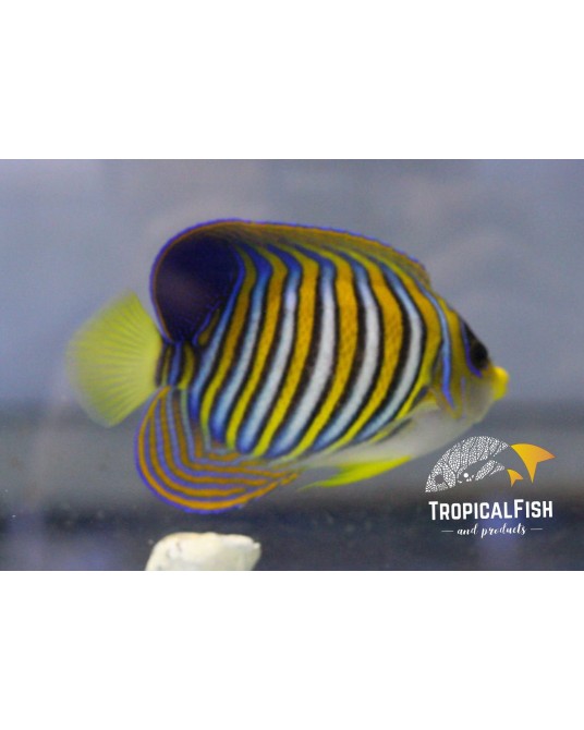 PYGOPLITES DYACANTHUS MALDIVAS COLORACION ESPECIAL