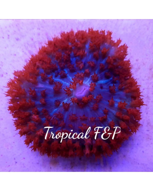 DISCOSOMA SANCTHITOMAE ULTRA TIPO 1