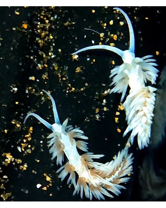 BERGHIA VERRUCICORNIS CAUTIVIDAD X 5 UNIDADES