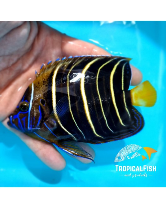 POMACANTHUS CHRYSURUS ADULTO