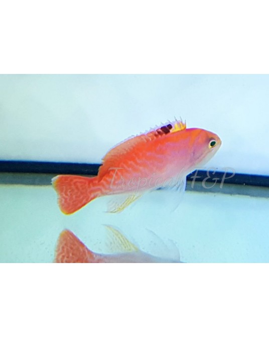PSEUDOANTHIAS BIMACULATUS MACHO
