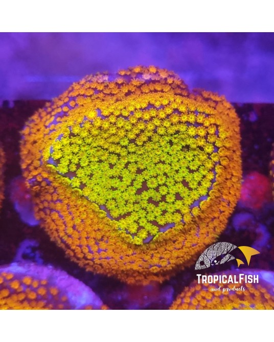 FRAG MONTIPORA MARVELOUS