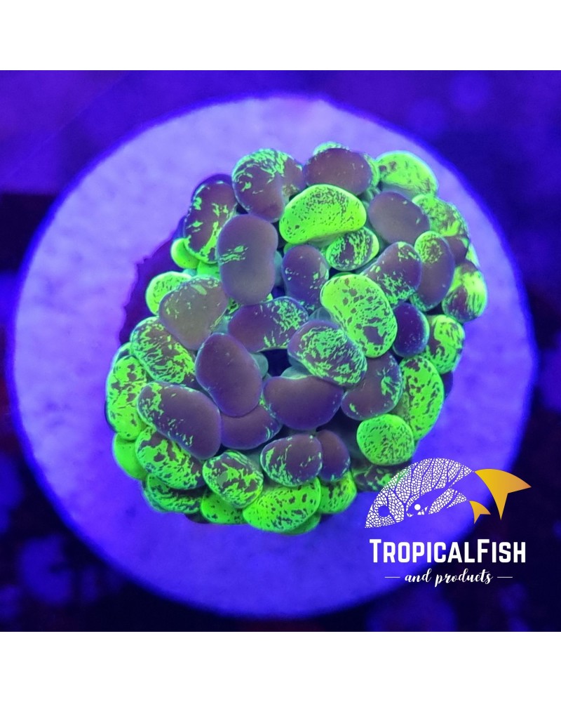 EUPHYLLIA PARANCORA TOXIC ULTRA FRAG