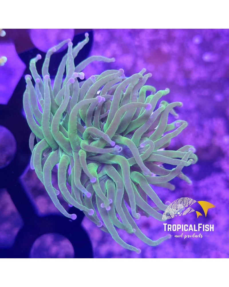 EUPHYLLIA GLABRESCENS CANDY ULTRA FRAG