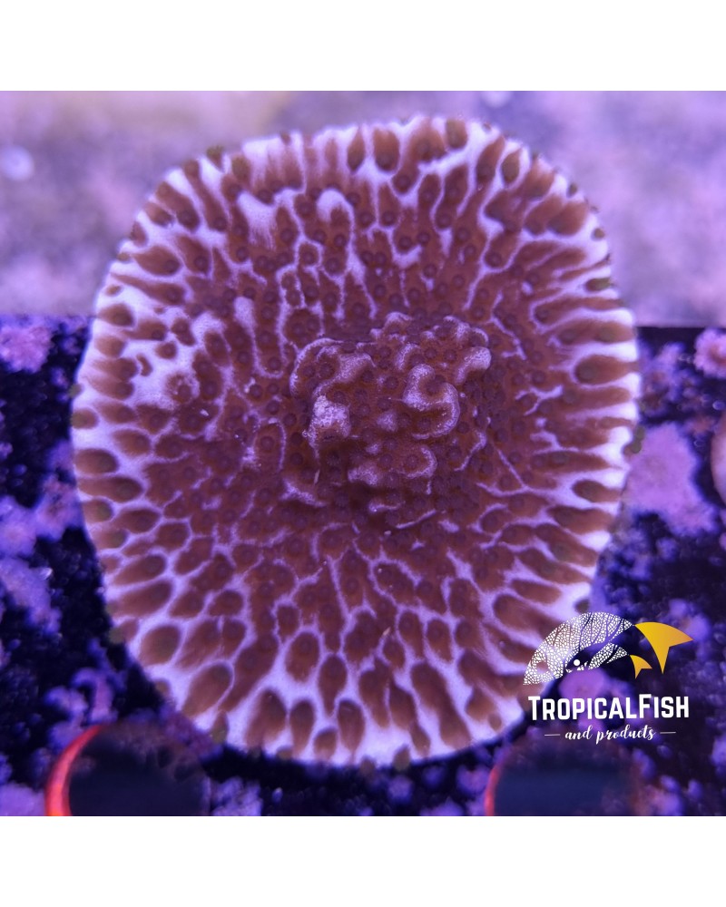 MONTIPORA AEQUITUBERCULATA BLUE FRAG