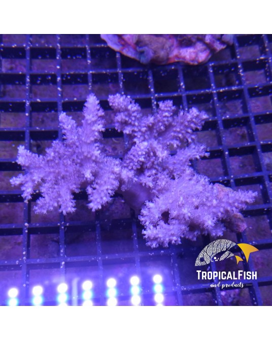 CAPNELLA ARBOL DE KENYA PIEZA DE CULTIVO INDO