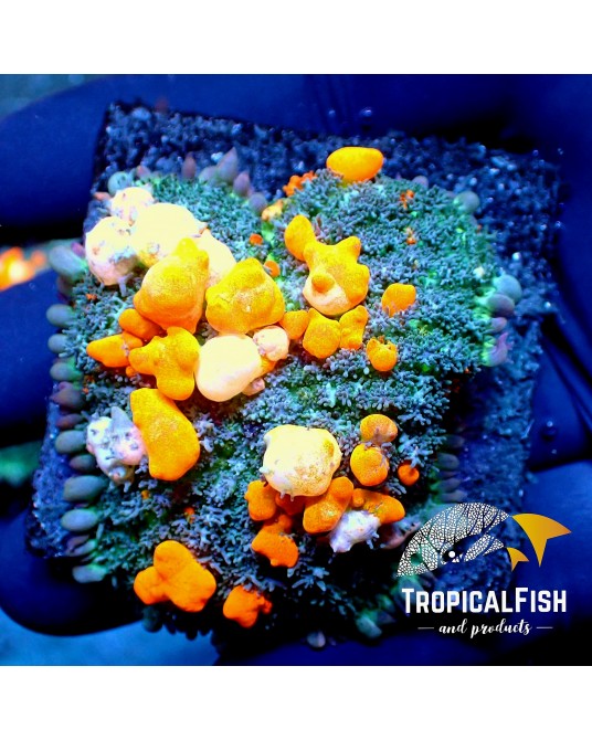 RHODACTHIS BOUNCE TFP REAL OG RAINBOW