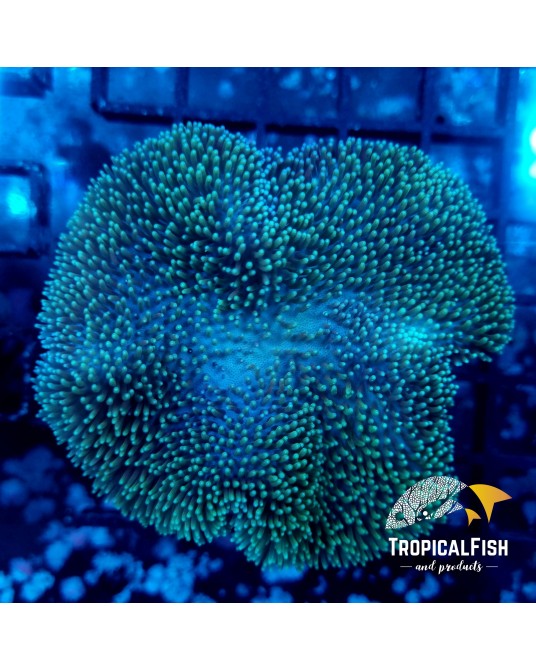 SARCOPHYTON CULTIVO INDO POLIPO VERDE