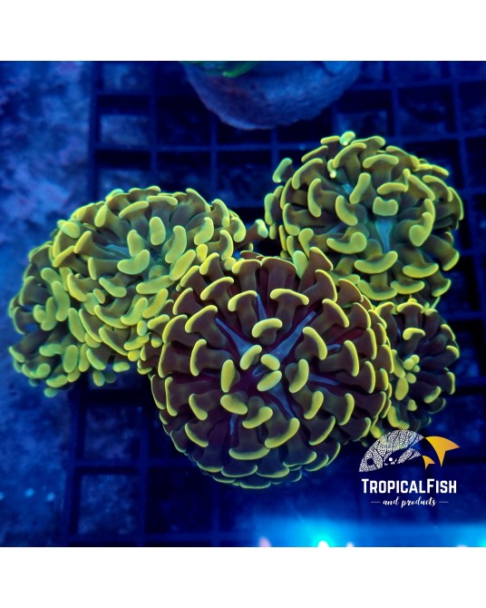 EUPHYLLIA PARANCORA TWO TONES ULTRA FRAG