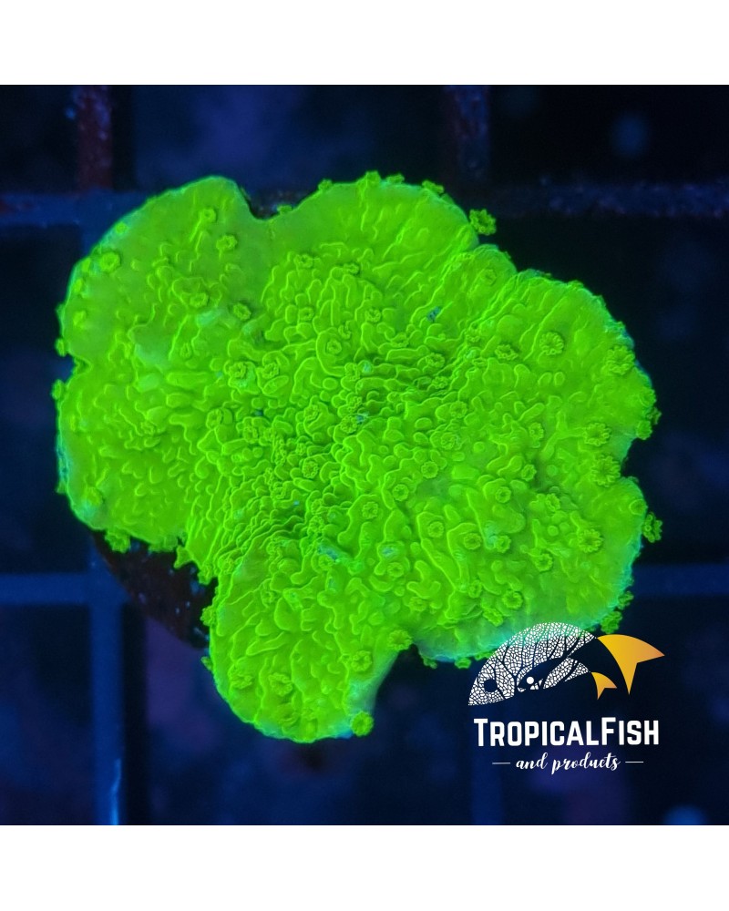 MONTIPORA LIMA FLUOR FRAG AUSSIE