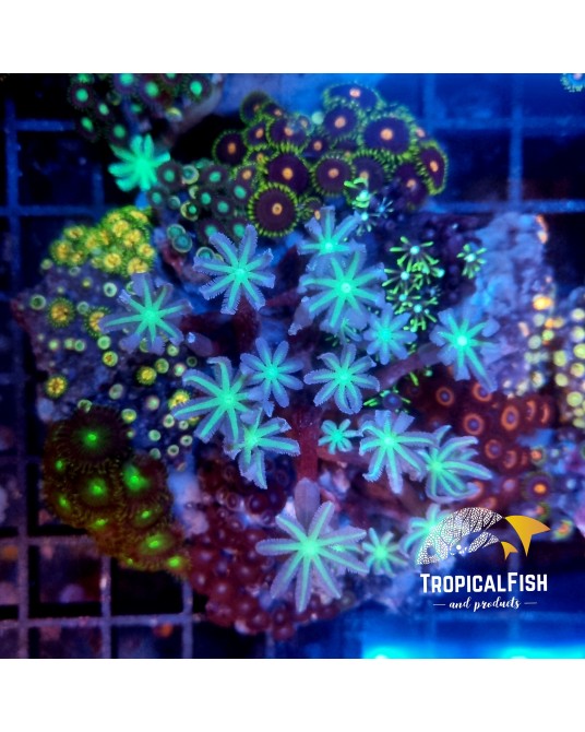 JARDIN CORAL BLANDO MIX XL CULTIVO INDONESIA