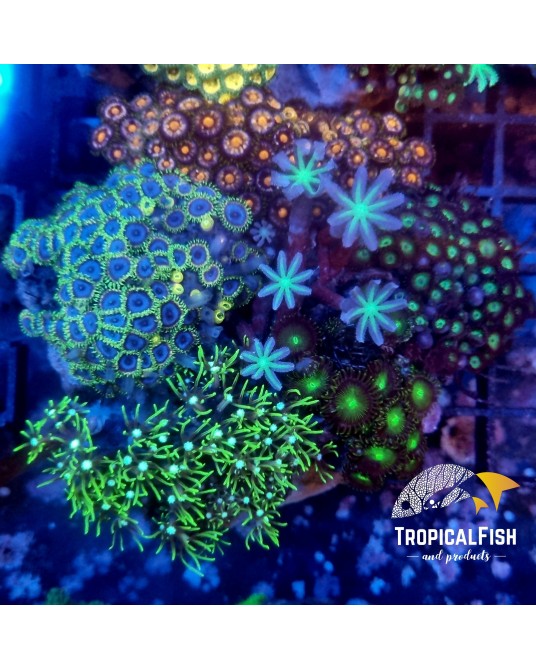 JARDIN CORAL BLANDO MIX XL CULTIVO INDONESIA