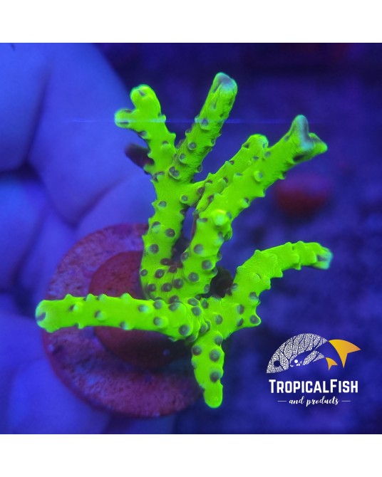 ANACROPORA GREEN GOBLIN FRAG