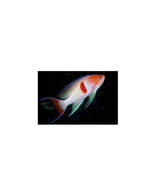 PSEUDOANTHIAS COOPERI AFRICA O MALDIVAS