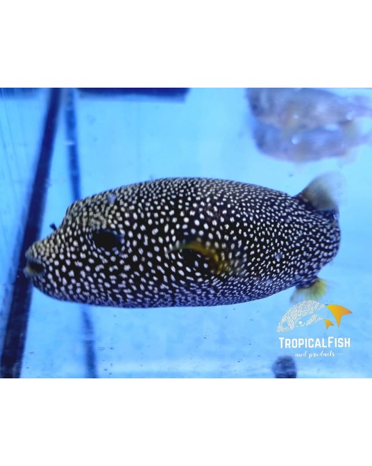 AROTHRON MELEAGRIS RARE PUFFER